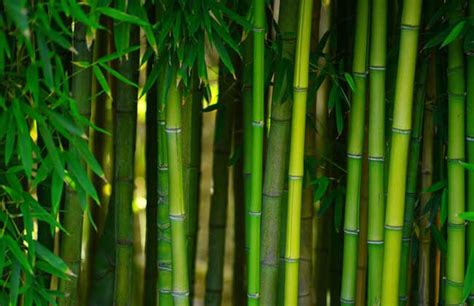 風水 教室 竹子代表什麼